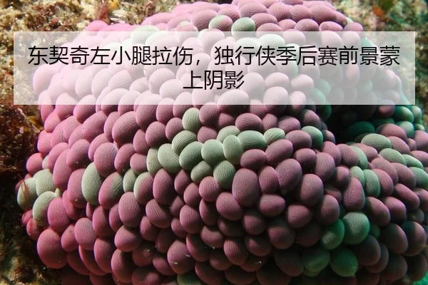 东契奇左小腿拉伤，独行侠季后赛前景蒙上阴影